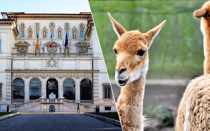 Combo Borghese Gallery & Rome Bioparco Tickets